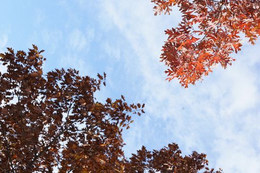 A low-angle shot of colorful trees against a blue cloudy sky on a sunny day