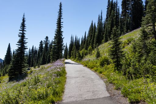 A beautiful landscape of a trail in a green forest on a sunny morning