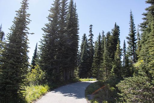 A beautiful landscape of a trail in a green forest on a sunny morning