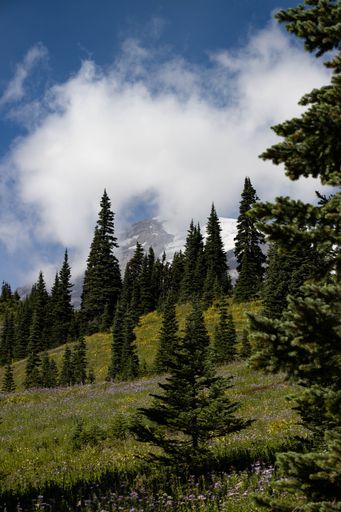 A beautiful landscape of a green forest on a sunny morning