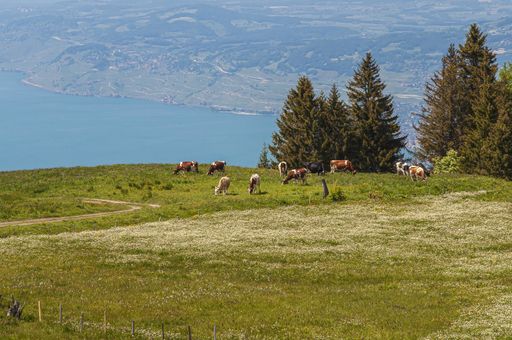 A Panoramic view of Lavaux, Switzerland with a herds of cow eating grass