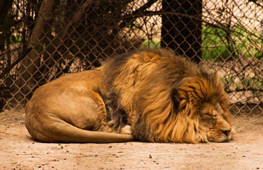 A closeup of a sleeping lion in the zoo
