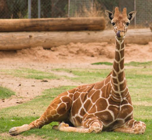 A closeup of a giraffe in the zoo