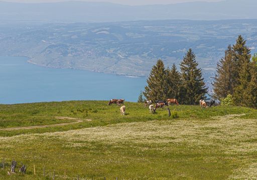 A Panoramic view of Lavaux, Switzerland with a herds of cow eating grass - perfect for adventure blog