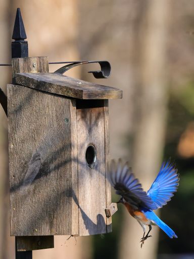A vertical shot of bird with blue feathers is flying about his nest made of wood