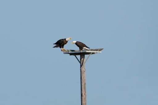 A low angle shot of two bald eagles perched on a metal pole