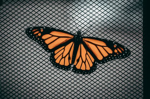 A top view of a monarch butterfly on a gray surface