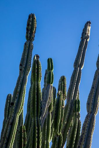 A vertical low angle shot of long cacti in a blue sky