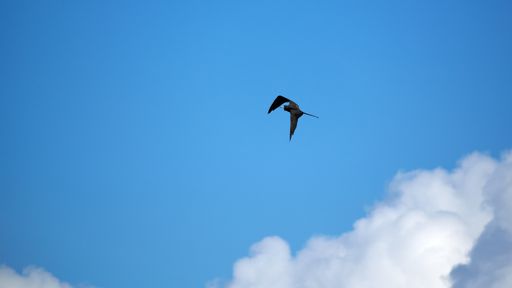 A low angle view of a Frigate bird flying in the blue sky