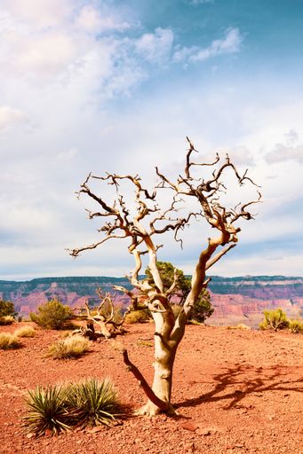 A vertical shot of a dead tree along the South Kaibab trail in Arizona, Grand Canyon National Park