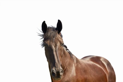 A portrait of a young dark bay horse in front of a white background
