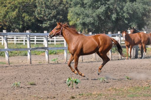 A majestic horse running in a corral