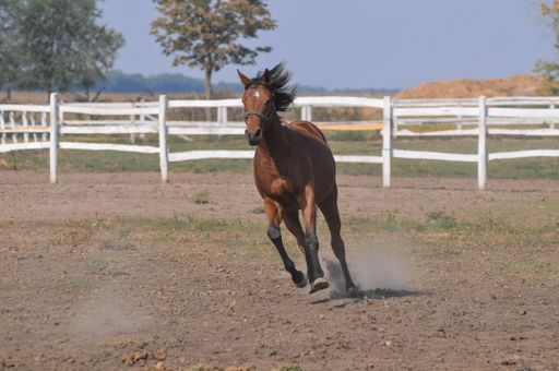 An amazing horse running in a corral