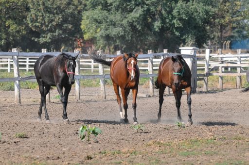 A group of horses walking in a corral