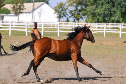 A close-up of an amazing horse running in a corral
