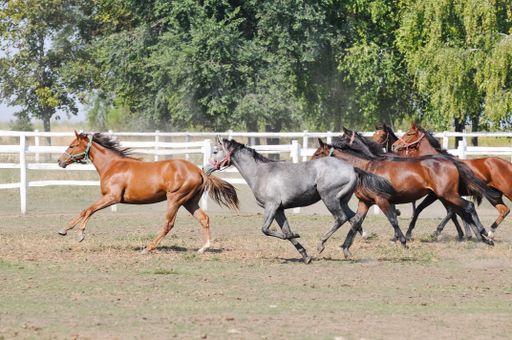 A group of majestic horses running in a corral