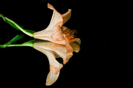 A closeup of orange Lily flower on the mirror witch black background