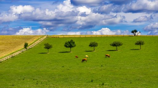 An idyllic landscape with grazing cows on a meadow under the blue sky with clouds