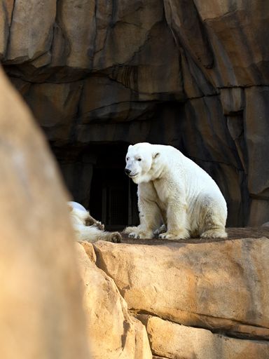 A vertical shot a polar bear in a zoo habitat
