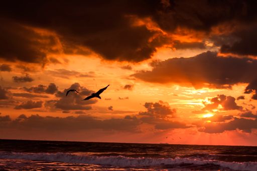 A beautiful shot of a bird flying in a golden sunset sky over a sea