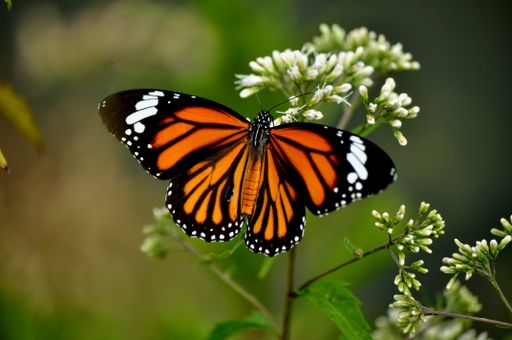 A selective focus shot of a tiger butterfly (danaus genutia) on a flower