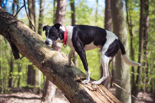 A closeup of a young black and white dog standing on a dried tree log