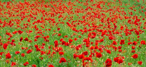 A selective focus shot of red poppy flower field