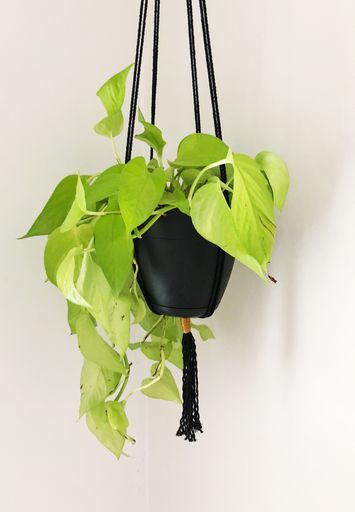A closeup shot of a beautiful green-leafed plant in a black hanging pot in a white room