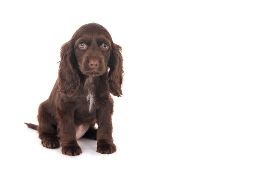 A small cute English cocker spaniel puppy dog sitting Isolated on white background