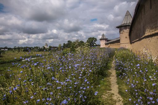 A beautiful shot of a pathway in the middle of purple flowers near a castle under a cloudy sky