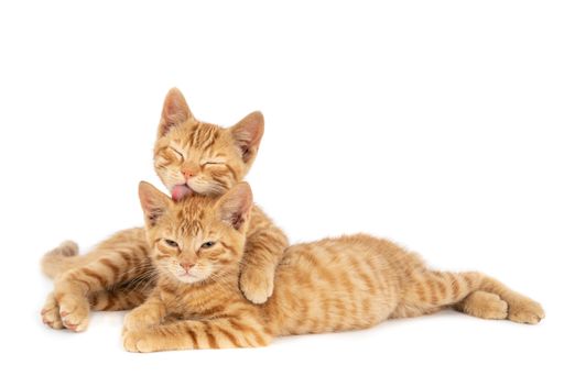 A closeup shot of one ginger cat hugging and licking the other isolated on a white background