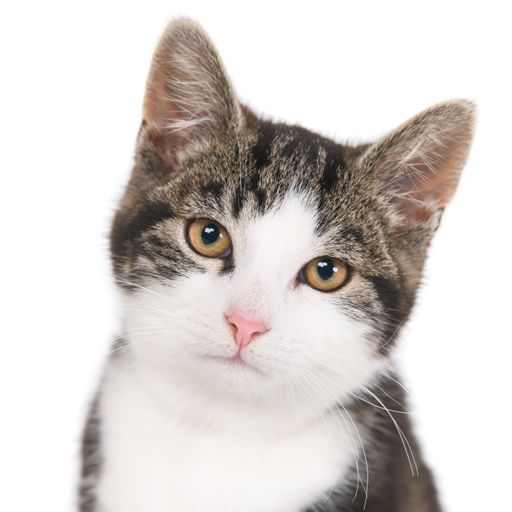 An isolated closeup shot of a gray short-haired domestic cat in front of a white background looking into the camera