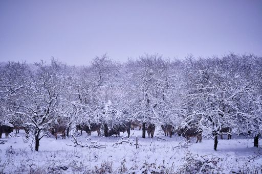 A small apple orchard with a herd of cows and some horses covered with snow during winter