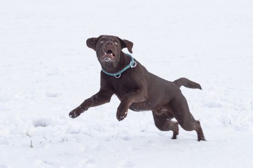 A cute brown Labrador playing in the snow
