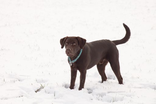 A cute brown Labrador playing in the snow