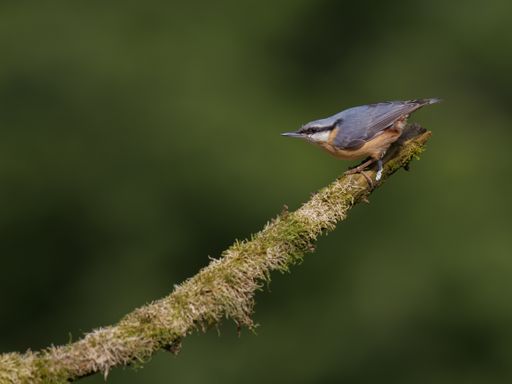 A closeup shot of a cute Eurasian nuthatch (Sitta europaea) bird perched on a branch