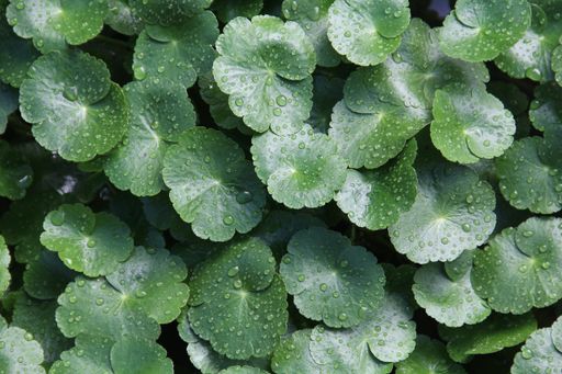 A high angle shot of floating pennyworts with raindrops on them under the sunlight