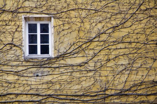 A closeup of climbing plants on a yellow wall with a window at daylight