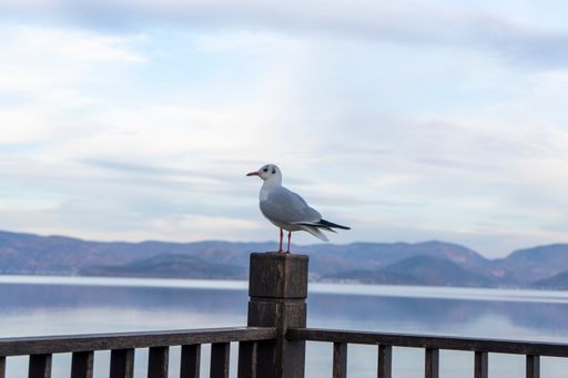 A view of a seagull standing on a wooden log in the background of the seascape.