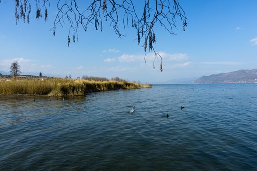 A beautiful shot of a lake and some duck swimming in it.