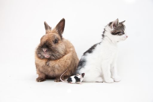 An isolated shot of a rabbit and a kitten sitting in front of a white background