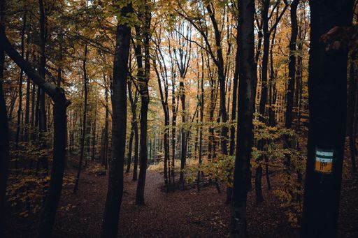 A beautiful forest in Nurnberg, Bavaria, Germany during fall