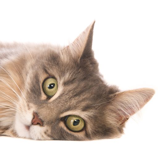 An isolated closeup shot of a gray tabby cat lying down in front of a white background looking at the camera