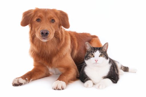 A closeup shot of a cat and a dog lying together isolated on a white background