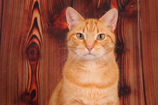 A shallow focus closeup shot of a ginger cat sitting in front of a wooden background looking at the camera