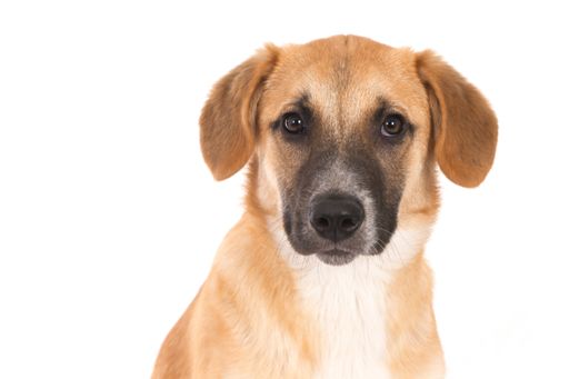 An isolated closeup shot of a Broholmer puppy in front of a white background looking into the camera