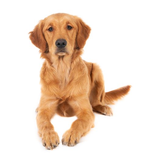 A closeup shot of a cute sitting golden retriever puppy isolated on a white background