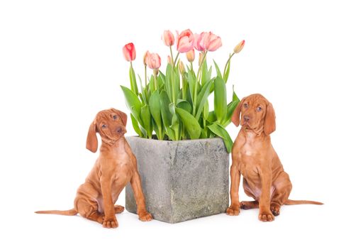 An isolated shot of two Vizsla puppy dogs sitting near a cube-shaped pot of pink tulips in front of a white background