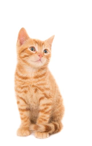 An isolated shot of a ginger kitten sitting in front of a white background looking right