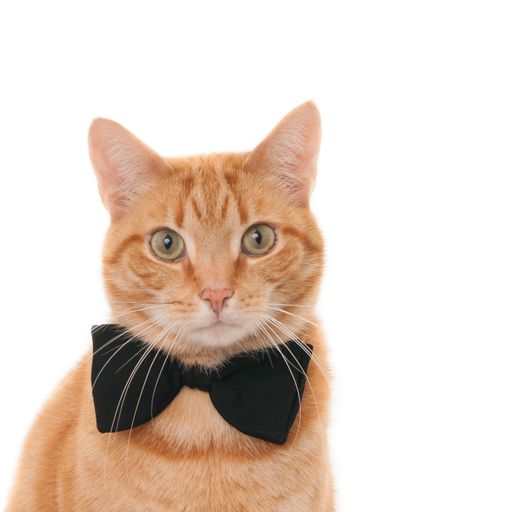 A closeup shot of a ginger cat with a black bow tie isolated on a white background